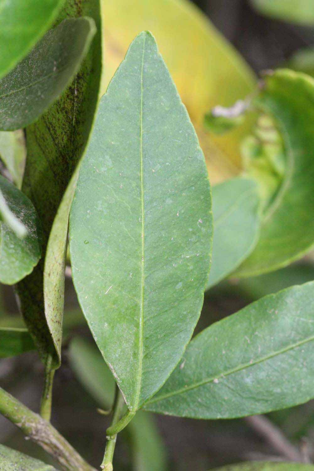              Unifoliolate leaf (Riverside, CA)       